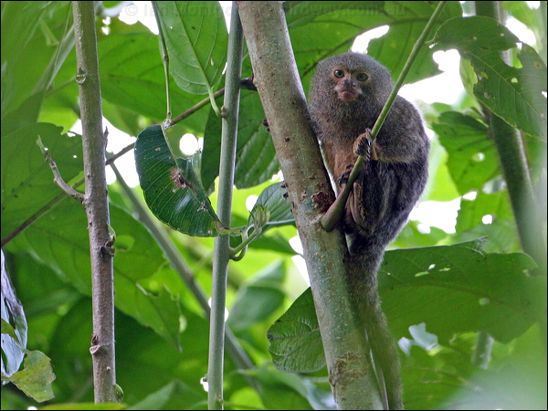 Pygmy Marmoset pygmy_marmoset_26256.psd