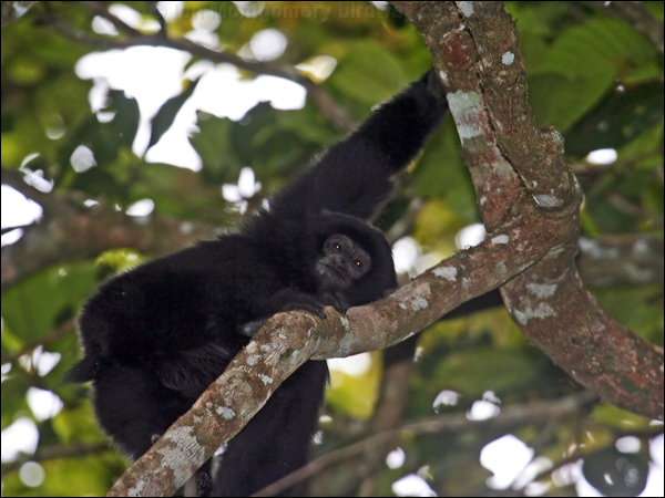 Siamang siamang_56142.psd