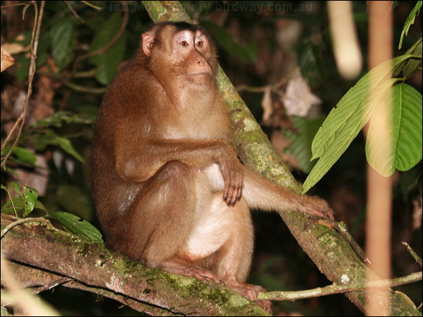 Southern Pig-tailed Macaque pig_tailed_macaque_50041.psd