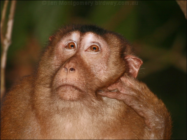 Southern Pig-tailed Macaque pig_tailed_macaque_50043.psd