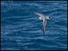 Click here to enter gallery and see photos of Antarctic Prion