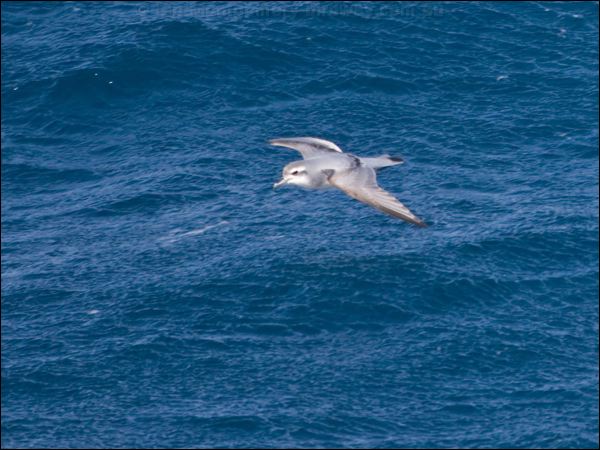 Antarctic Prion antarctic_prion_125045.psd