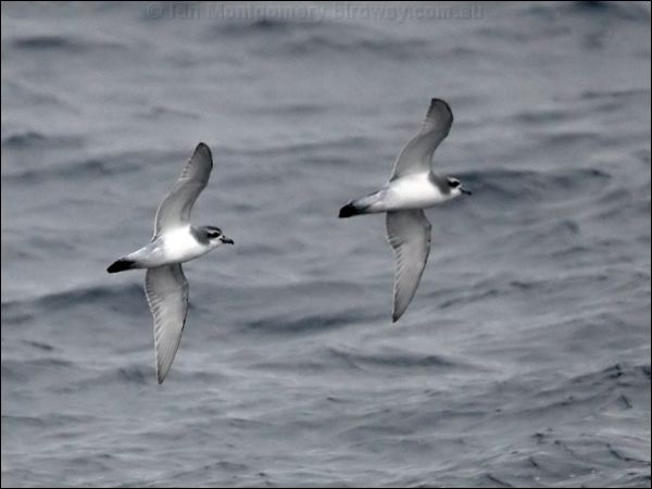 Antarctic Prion antarctic_prion_125491.psd