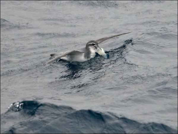 Antarctic Prion antarctic_prion_125561.psd
