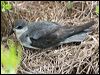 black_winged_petrel_140981