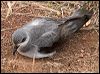 black_winged_petrel_140982