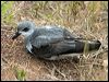 black_winged_petrel_140992
