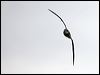 black_winged_petrel_141093