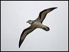 black_winged_petrel_141139