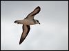 black_winged_petrel_141147