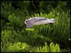 black_winged_petrel_141152