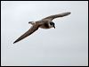 black_winged_petrel_141153