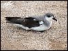 black_winged_petrel_141170