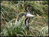 black_winged_petrel_141180