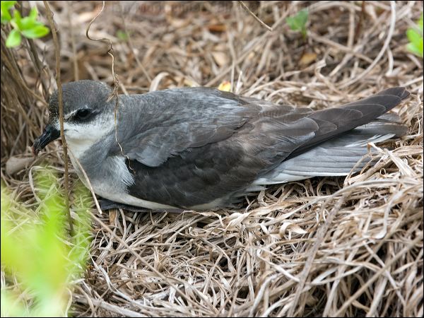 Black-winged Petrel black_winged_petrel_140981.psd
