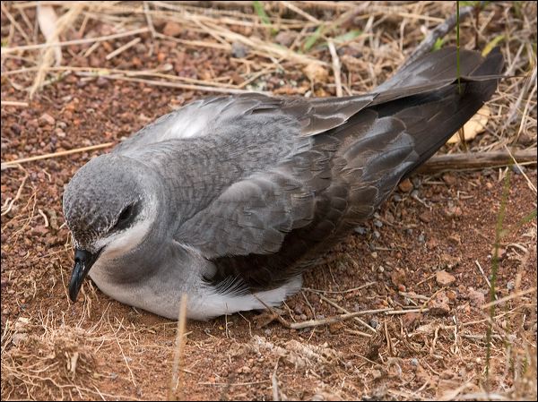 Black-winged Petrel black_winged_petrel_140982.psd