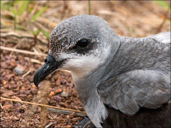Black-winged Petrel black_winged_petrel_140991.psd