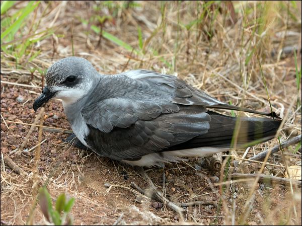 Black-winged Petrel black_winged_petrel_140992.psd