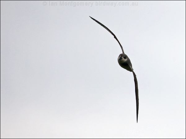 Black-winged Petrel black_winged_petrel_141093.psd
