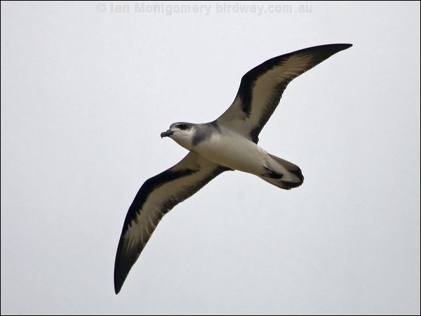 Black-winged Petrel black_winged_petrel_141139.psd