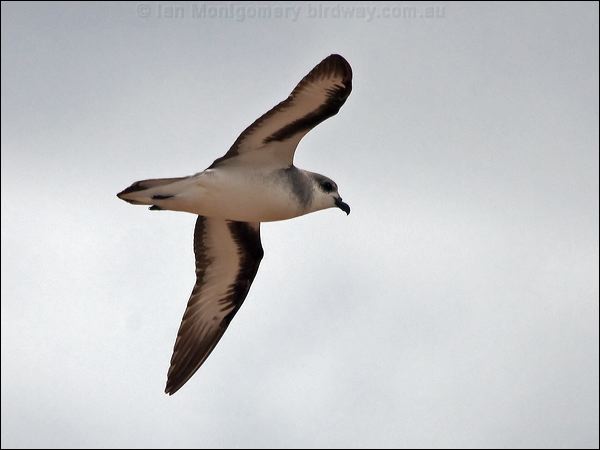 Black-winged Petrel black_winged_petrel_141147.psd