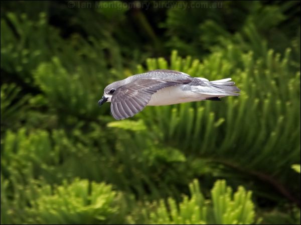 Black-winged Petrel black_winged_petrel_141152.psd