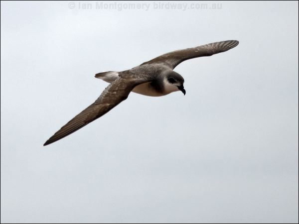 Black-winged Petrel black_winged_petrel_141153.psd