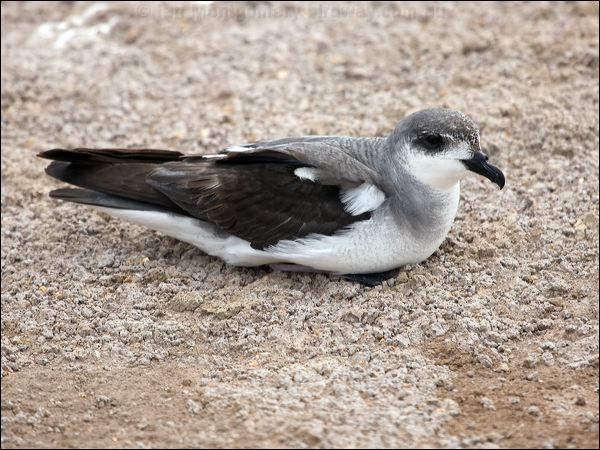 Black-winged Petrel black_winged_petrel_141170.psd
