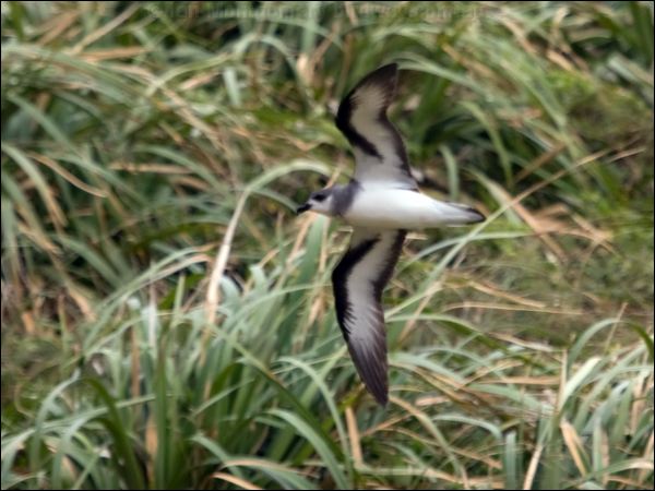Black-winged Petrel black_winged_petrel_141180.psd