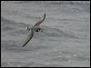 blue_petrel_125521