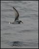 blue_petrel_125525