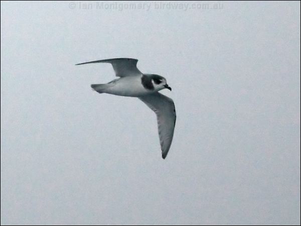 Blue Petrel blue_petrel_125519.psd