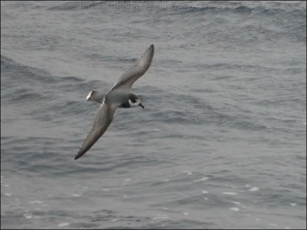 Blue Petrel blue_petrel_125521.psd