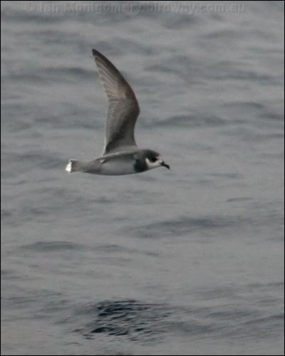 Blue Petrel blue_petrel_125525.psd