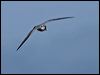broad_bill_prion_123504