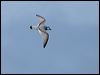 broad_bill_prion_123542