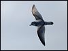 broad_bill_prion_123618