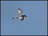 broad_bill_prion_123706