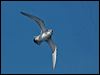 broad_bill_prion_123718