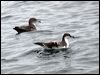 bul_pnkf_shearwater_107218