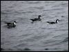 bul_pnkf_shearwater_107219