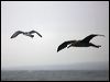 bullers_shearwater_107250