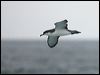 bullers_shearwater_107254