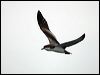 bullers_shearwater_107258