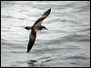 bullers_shearwater_107279