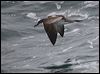 bullers_shearwater_107281