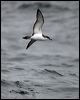 bullers_shearwater_107309
