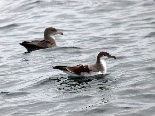 Buller's Shearwater bul_pnkf_shearwater_107218.psd