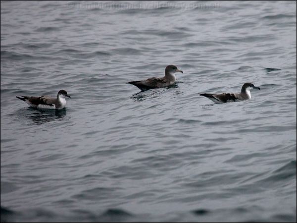 Buller's Shearwater bul_pnkf_shearwater_107219.psd