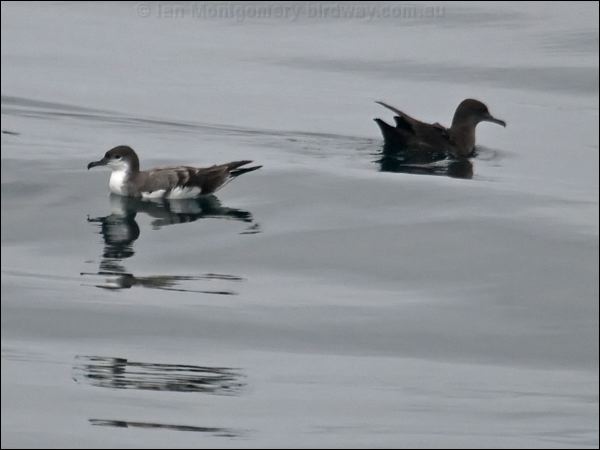 Buller's Shearwater bul_soot_shearwater_107545.psd